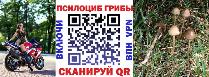 как найти наркотики  Пикалёво  мориарти клад  Псилоцибиновые грибы GOLDEN TEACHER  мега вход 